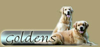 goldens